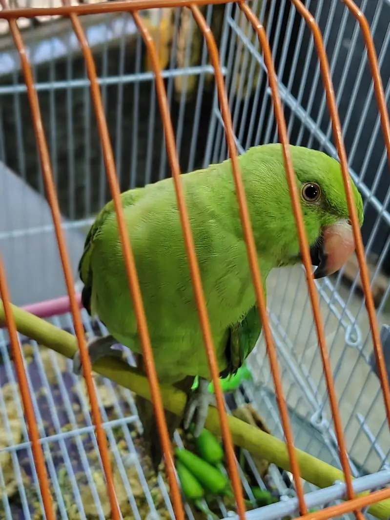green ringneck female — photo 4