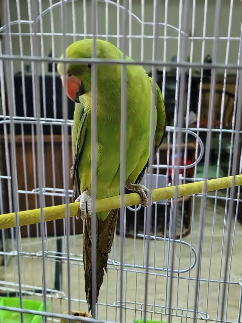 green ringneck female — photo 5