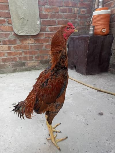 thai breed. watsap. 03214977095call.