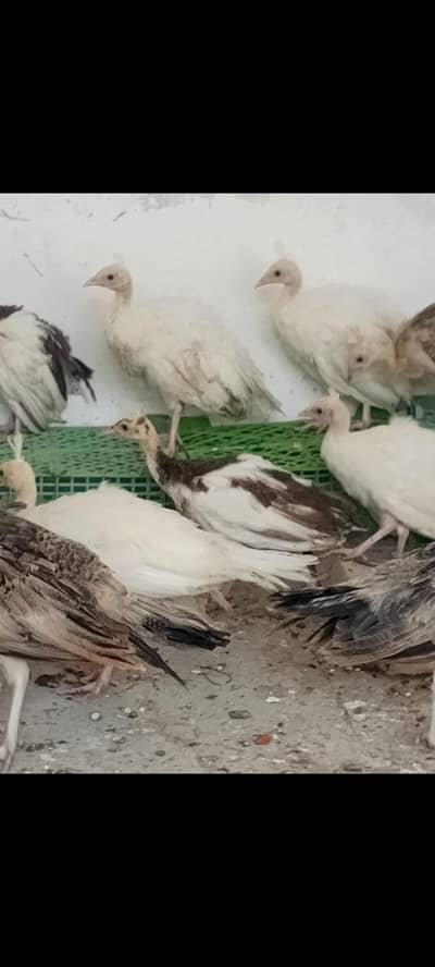 white Peacock chicks for sale