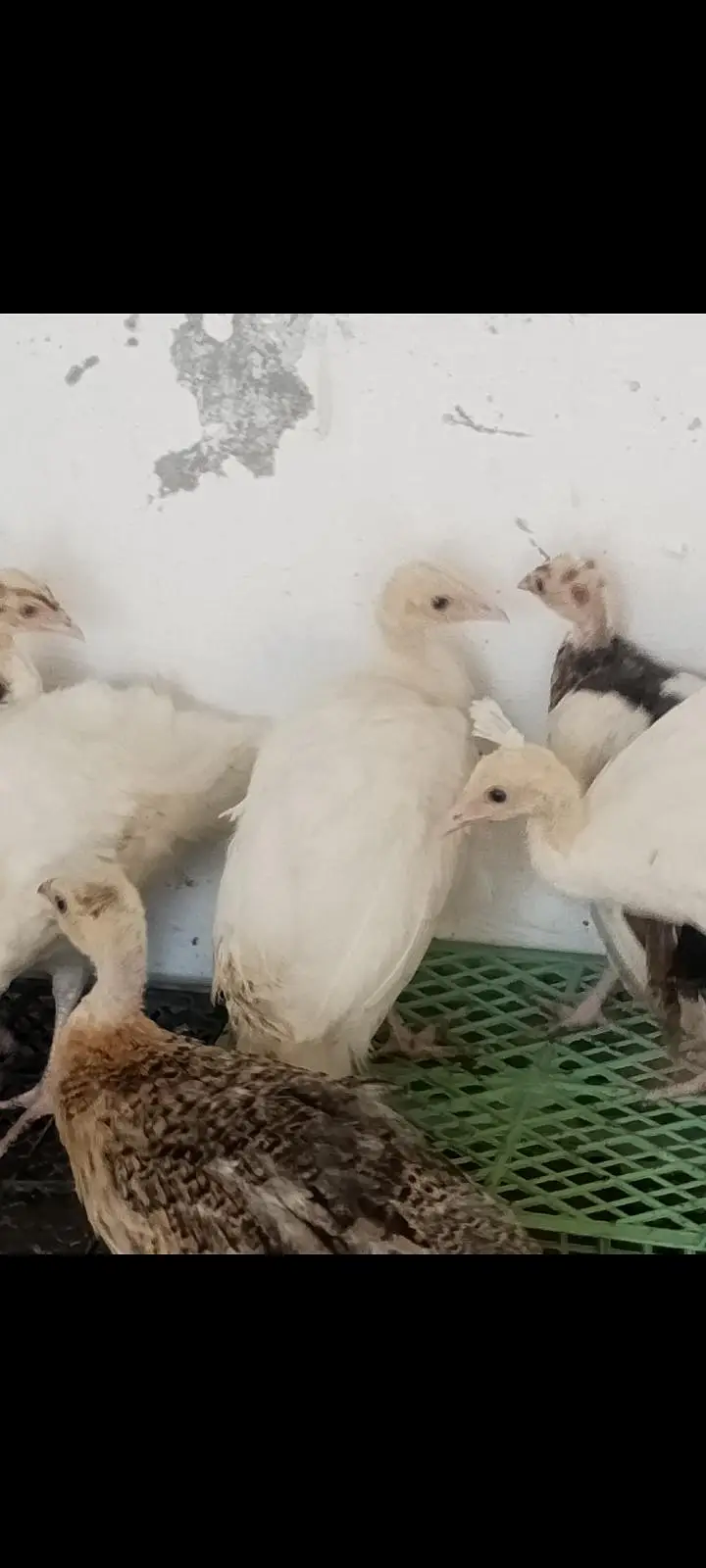white Peacock chicks for sale — photo 2
