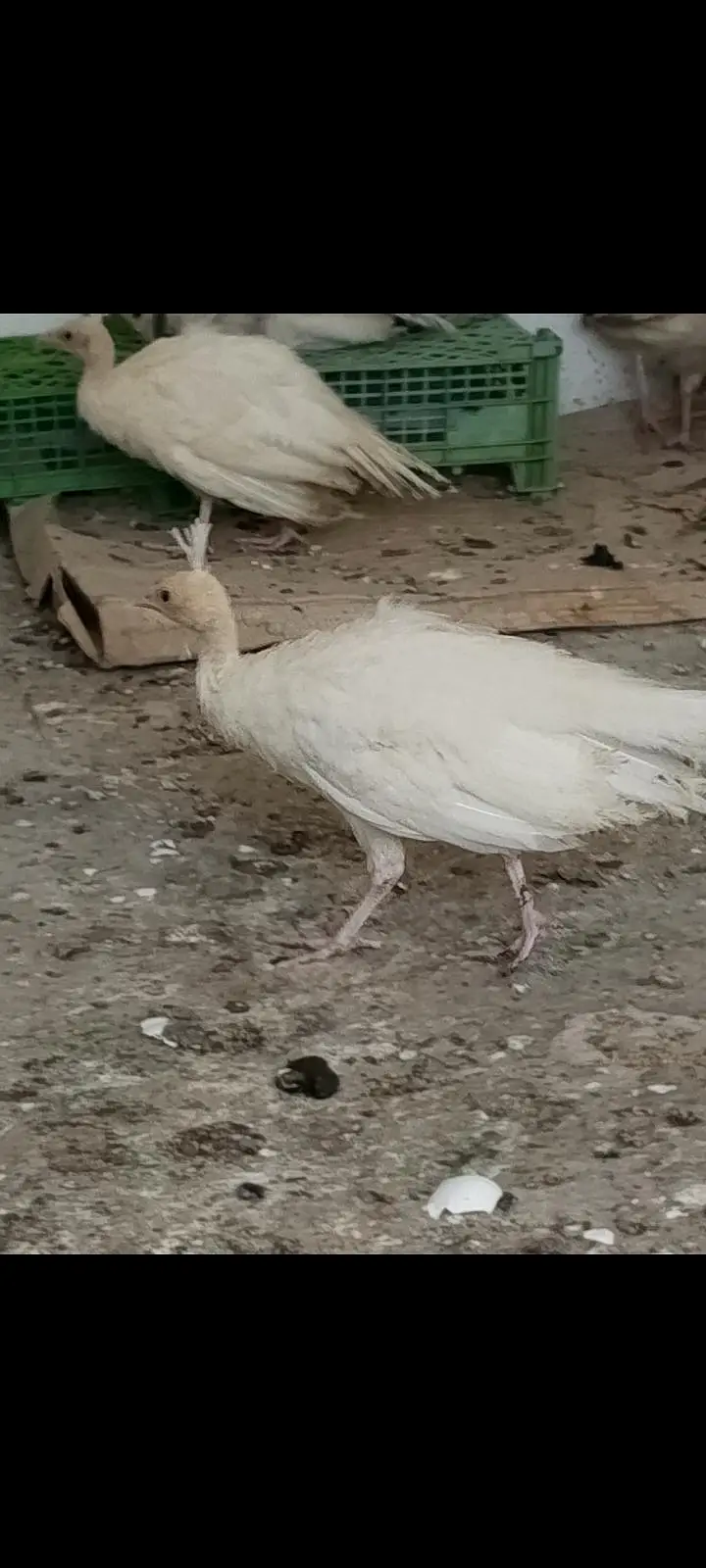 white Peacock chicks for sale — photo 3