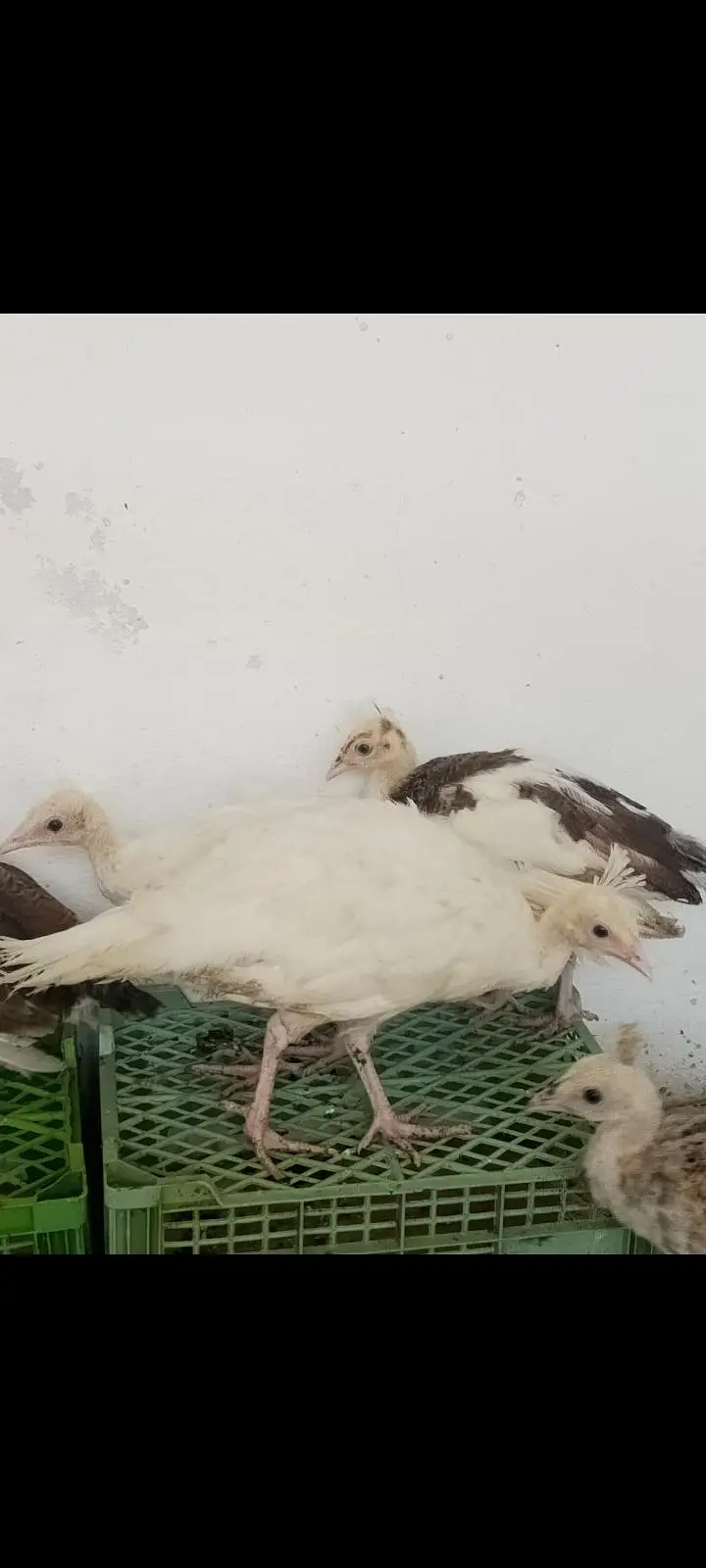 white Peacock chicks for sale — photo 4