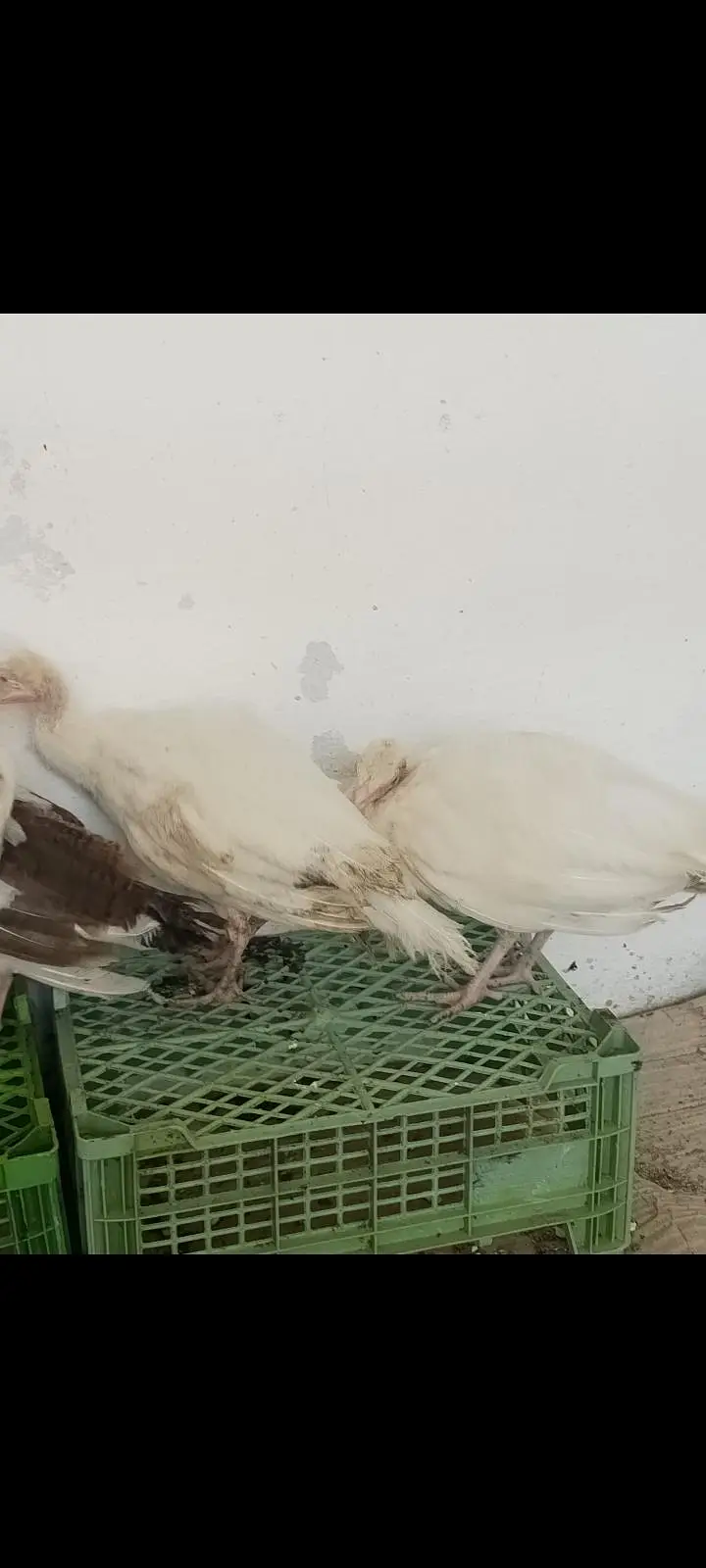 white Peacock chicks for sale — photo 5