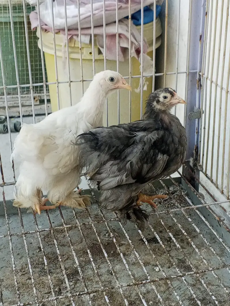 white Peacock chicks for sale — photo 6