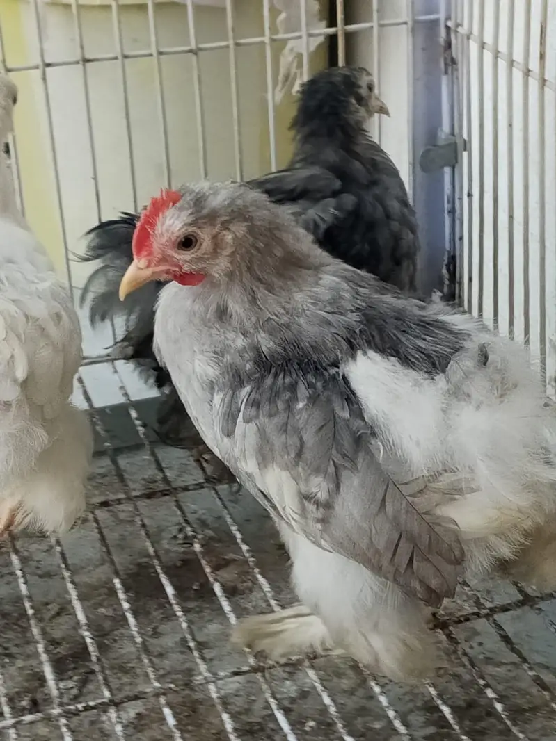 white Peacock chicks for sale — photo 7