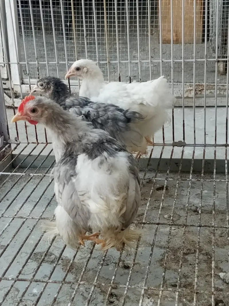 white Peacock chicks for sale — photo 8