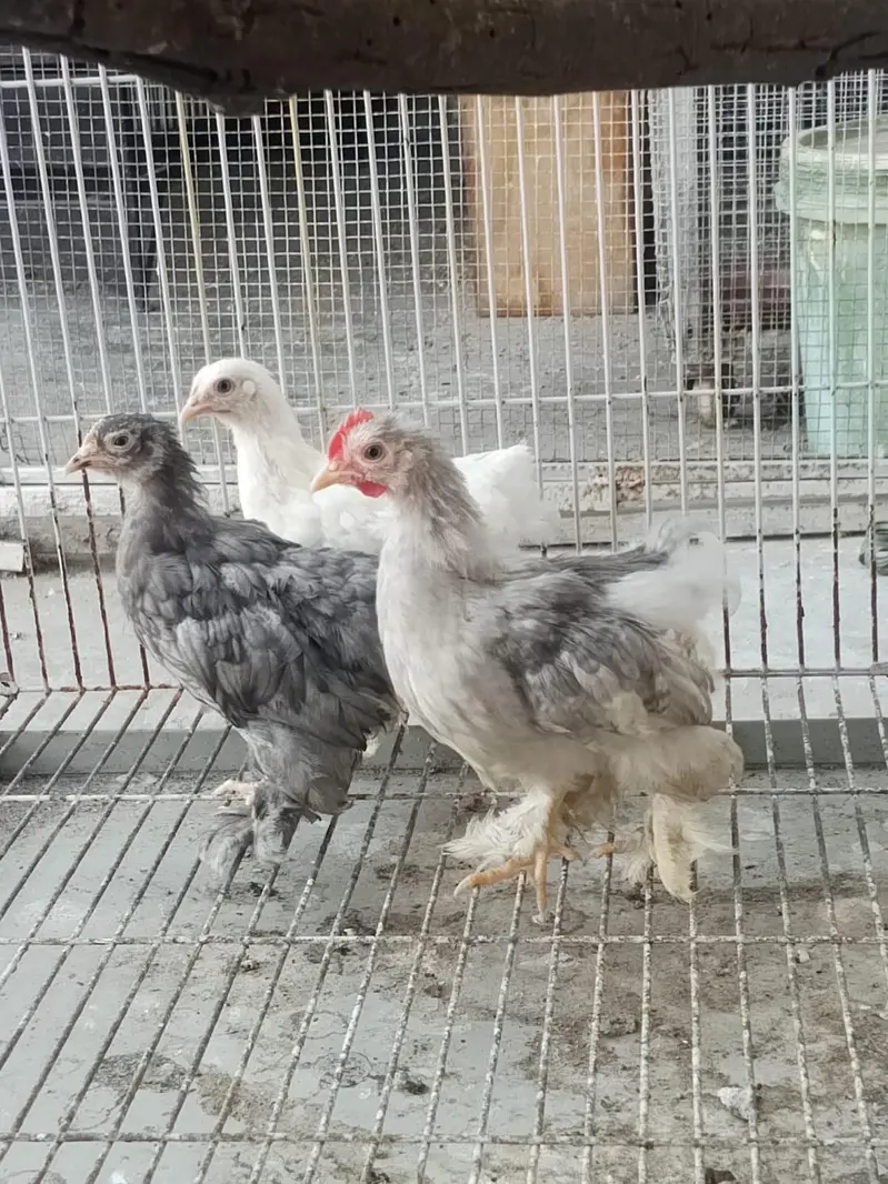 white Peacock chicks for sale — photo 9