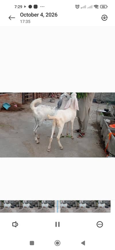 Kachey Kheeray and Donda For Sale