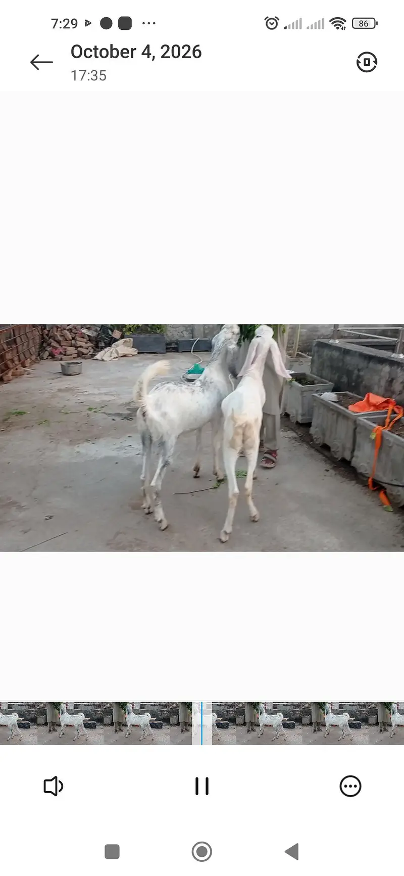 Kachey Kheeray and Donda For Sale — photo 2