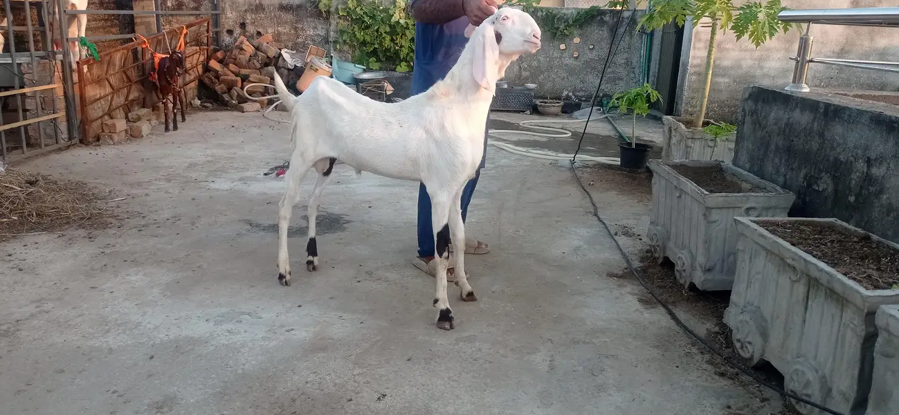 Kachey Kheeray and Donda For Sale — photo 3