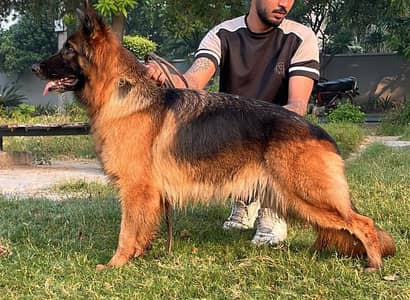German shepherd long hair female