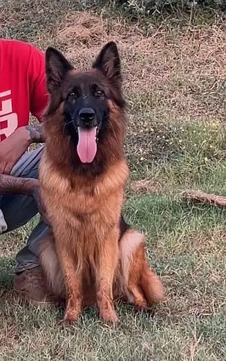 German shepherd long hair female — photo 2