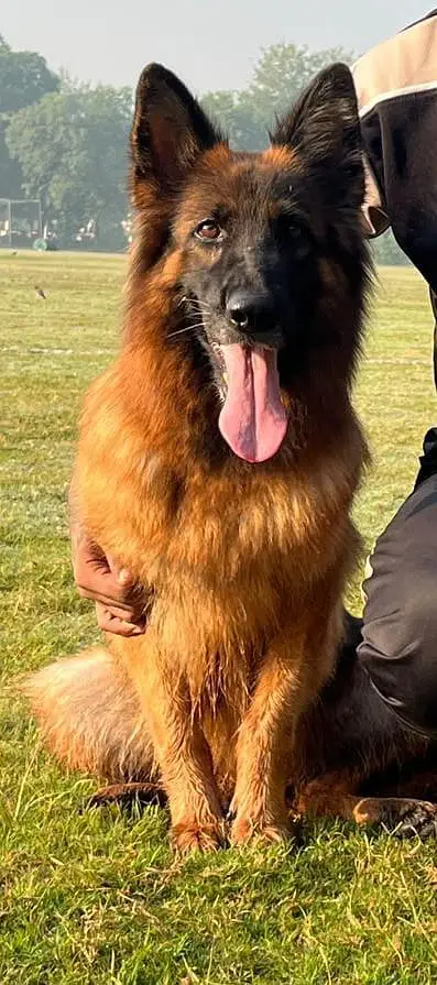 German shepherd long hair female — photo 3