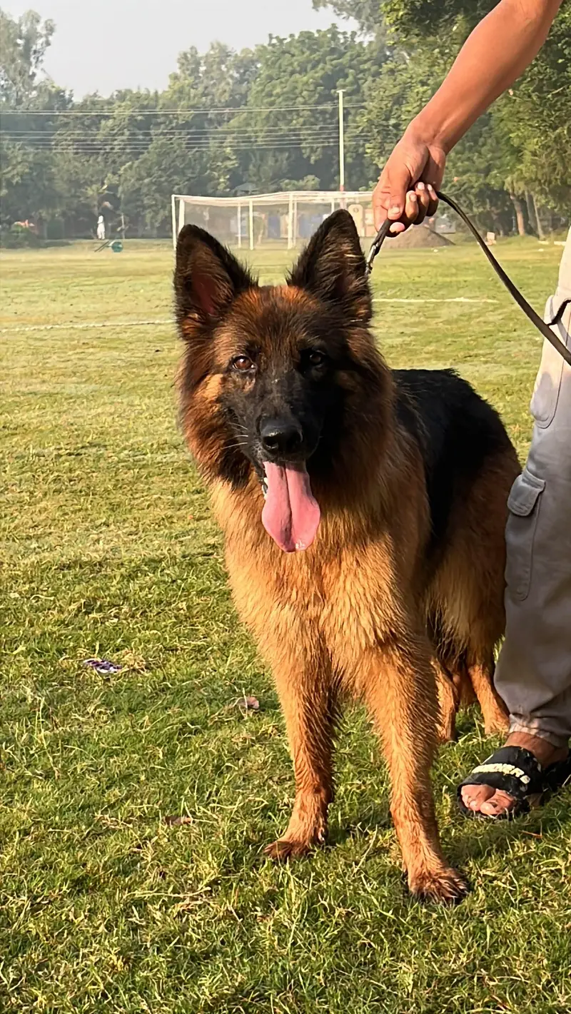 German shepherd long hair female — photo 4