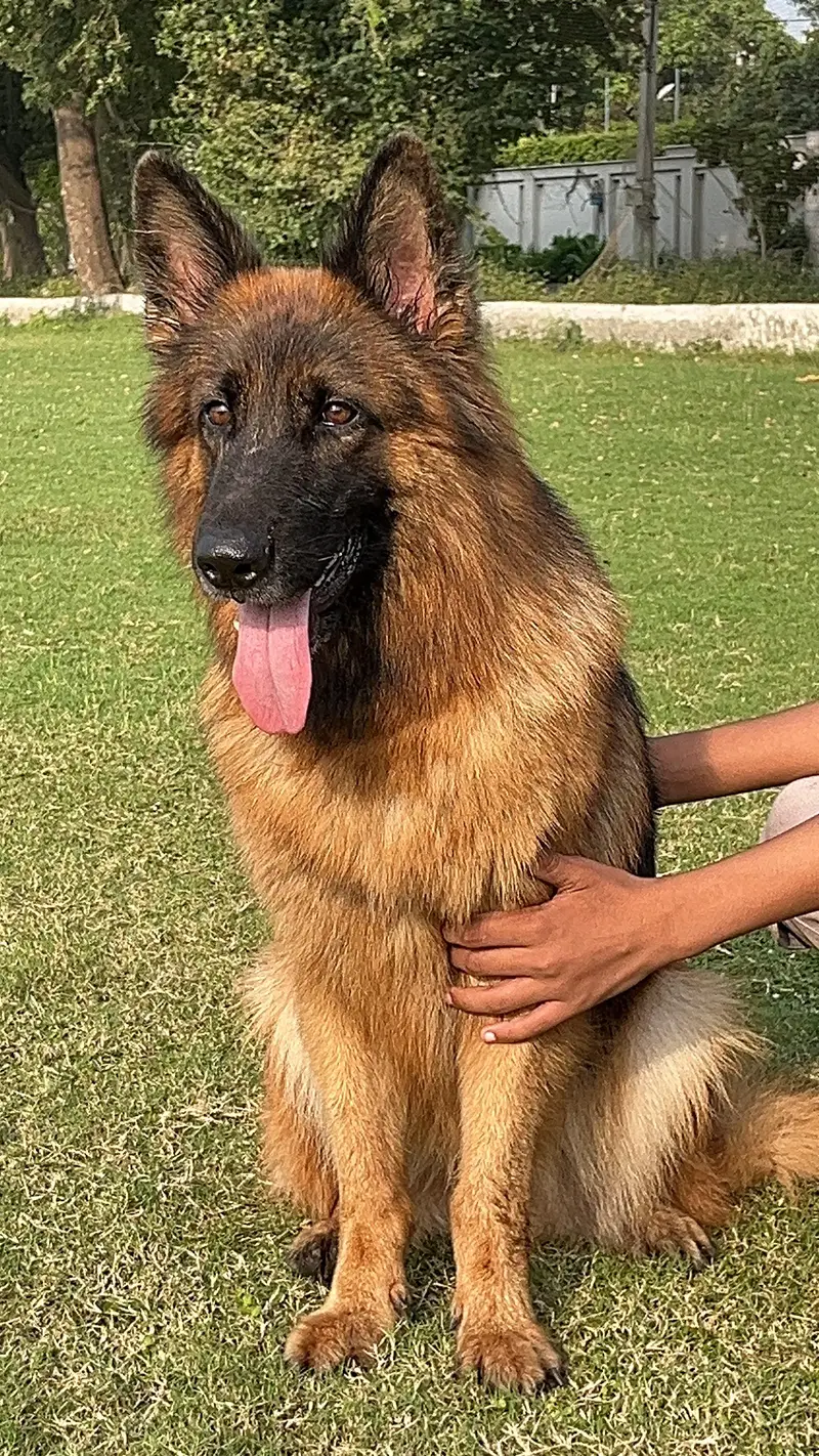 German shepherd long hair female — photo 5