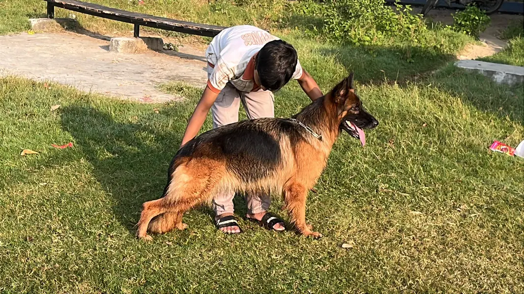 German shepherd long hair female — photo 7