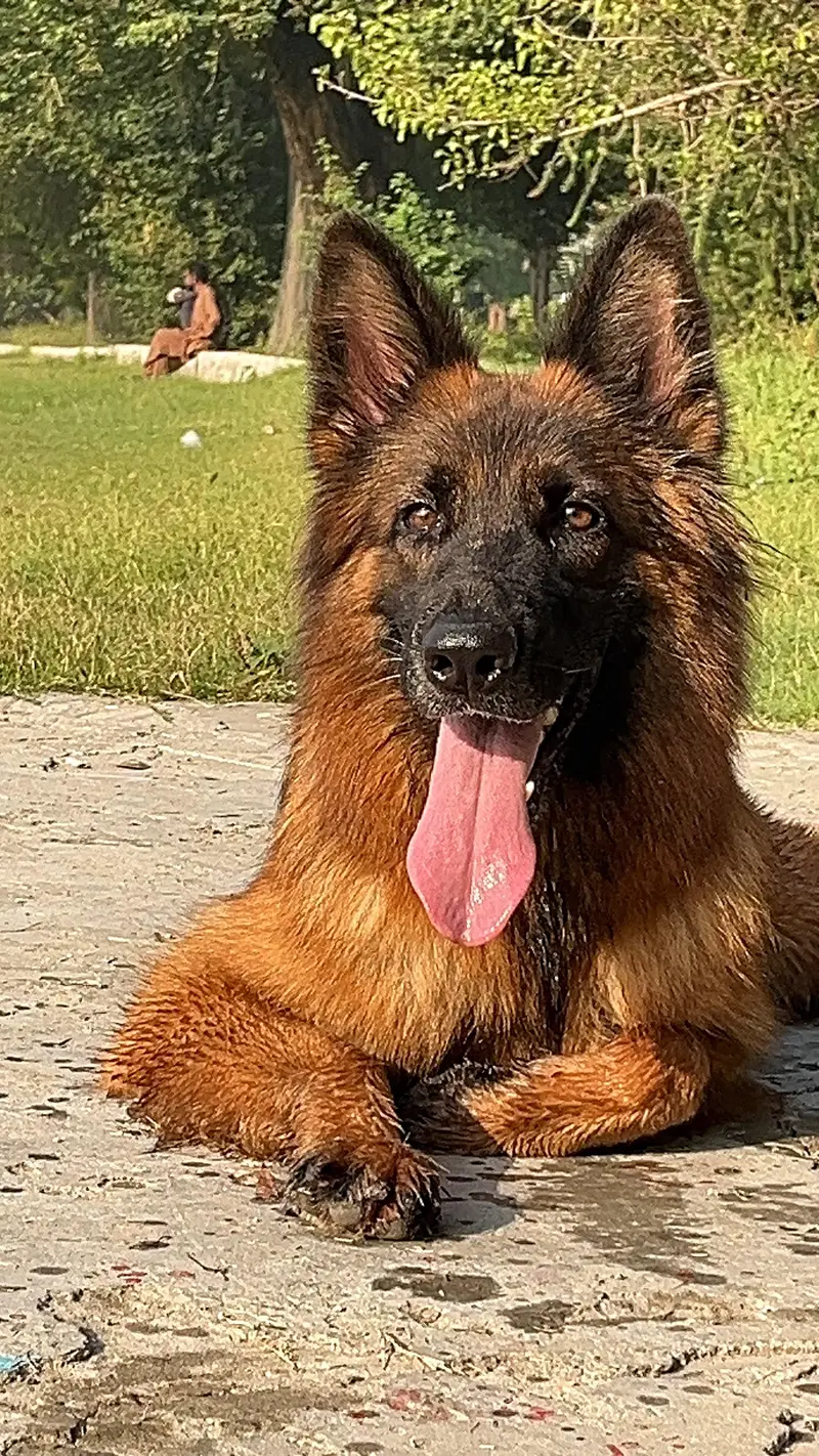German shepherd long hair female — photo 8