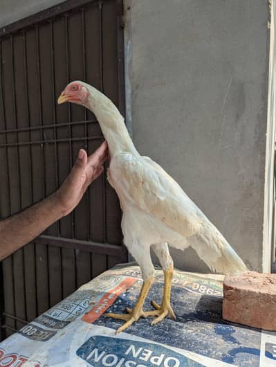 White German O shamoo Ready to breed female age 6 months