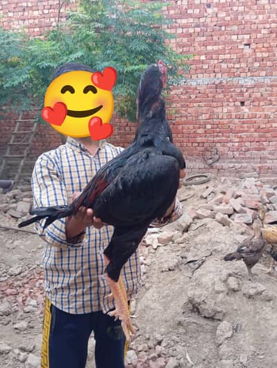 chicks available