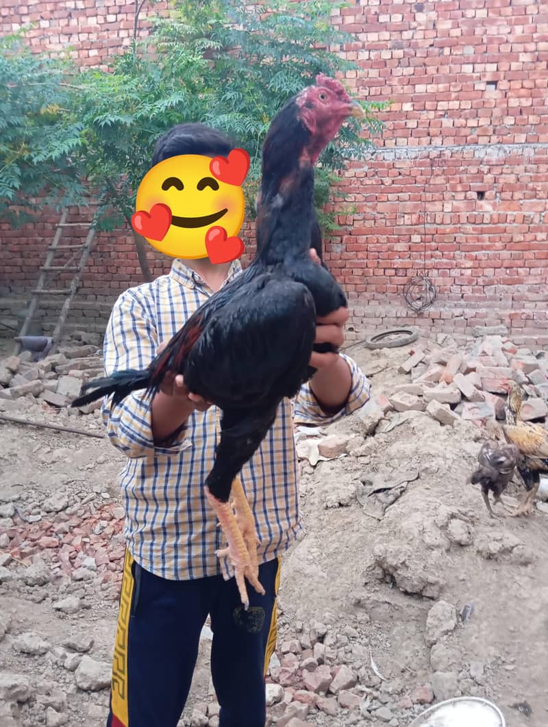 chicks available 1