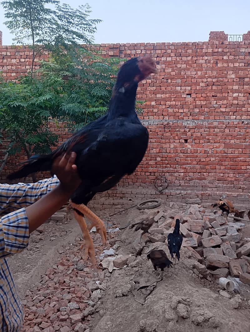 chicks available 3
