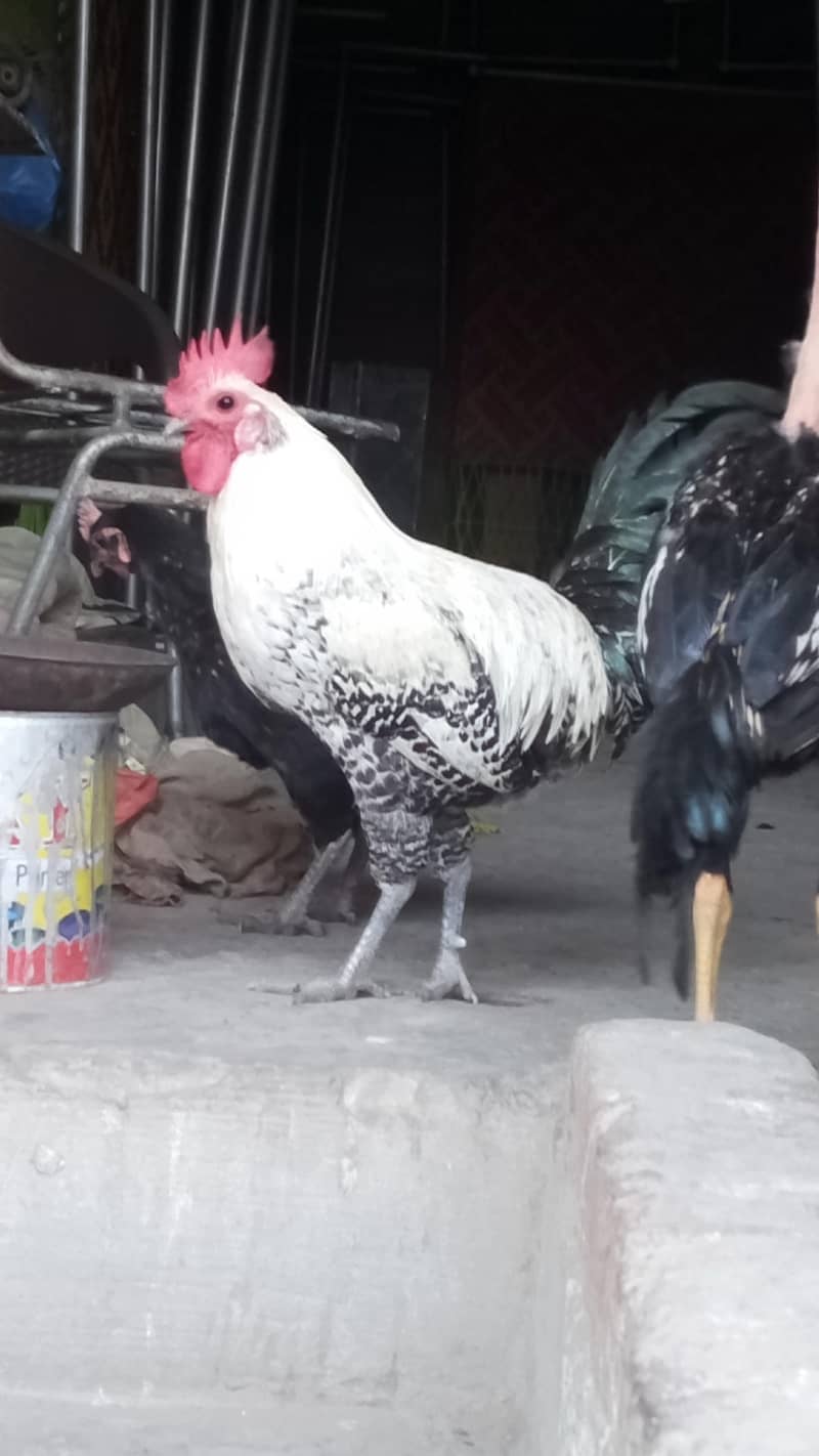 murga 1