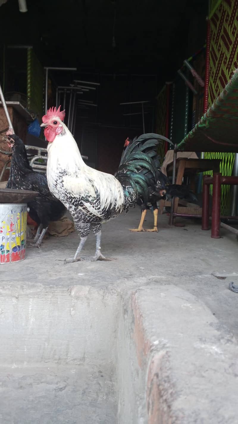 murga 2