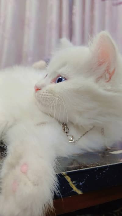 White female cat with blue eye
