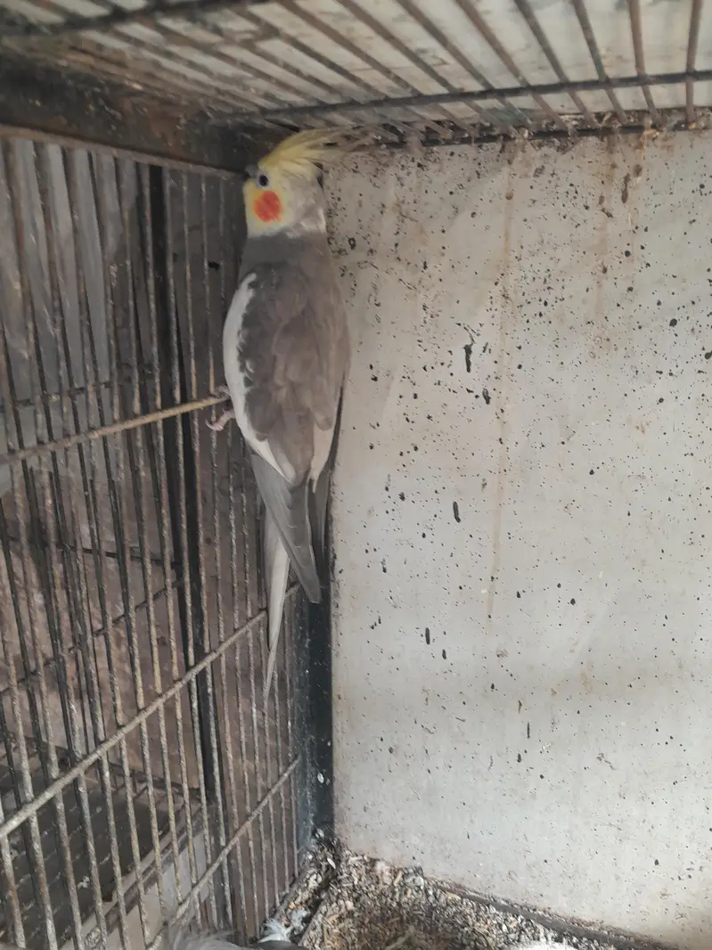 Betiful Bird — photo 2