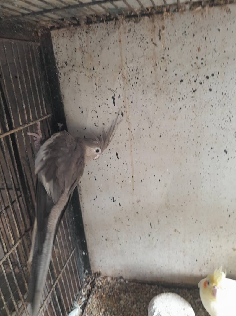 Betiful Bird 2