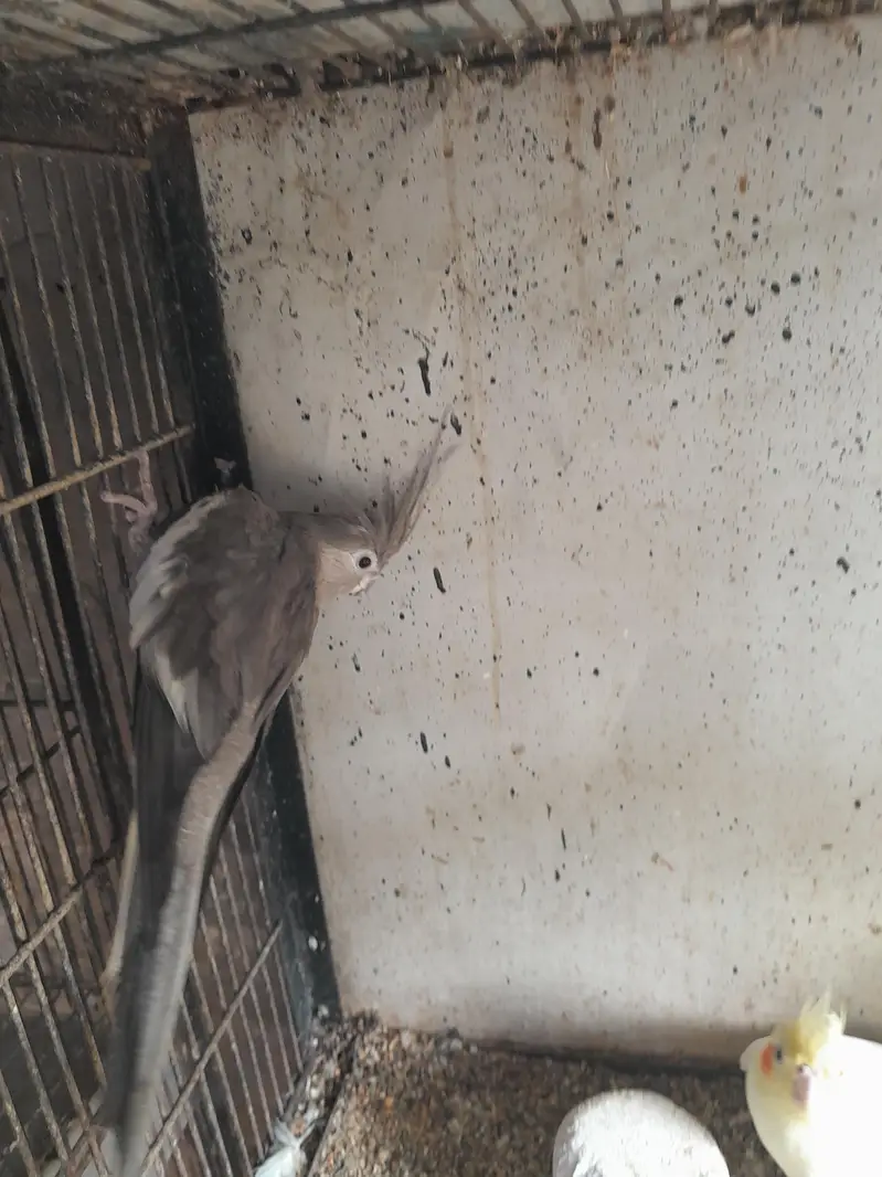 Betiful Bird — photo 3