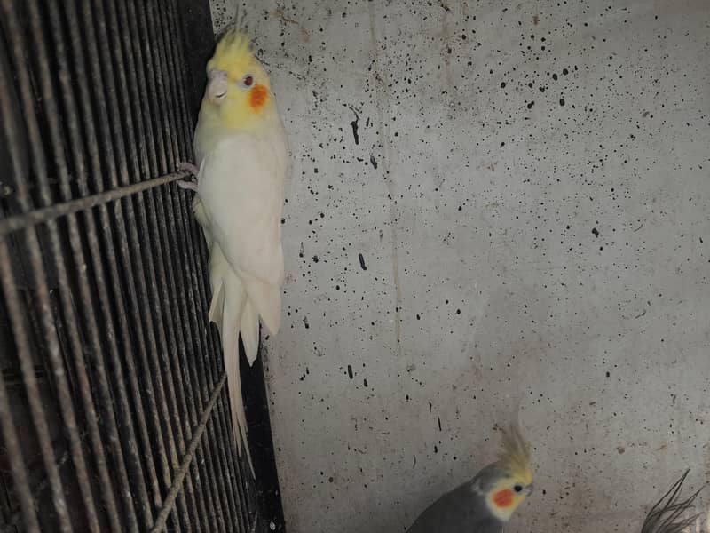 Betiful Bird 3