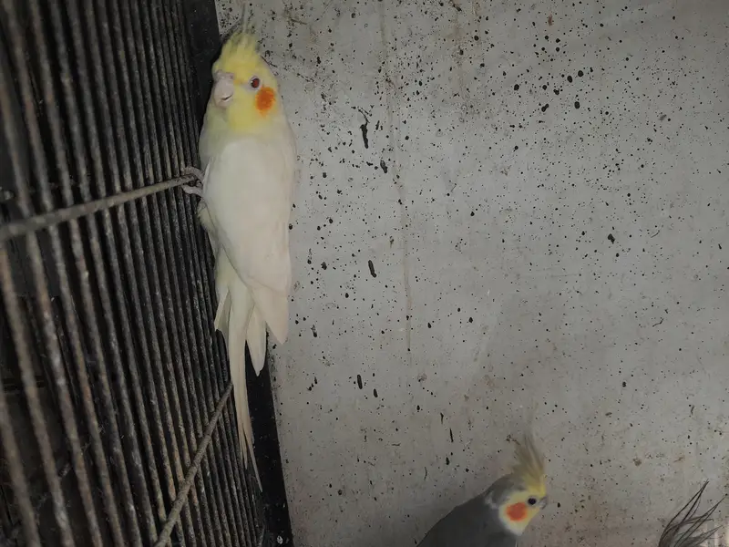 Betiful Bird — photo 4