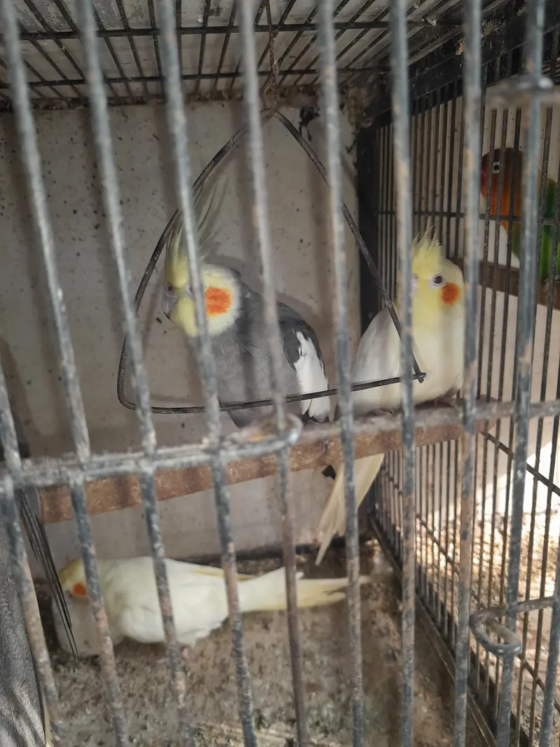 Betiful Bird — photo 5