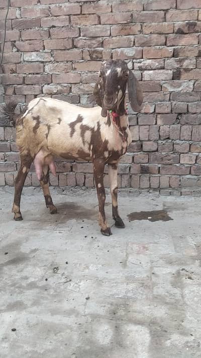 bakri