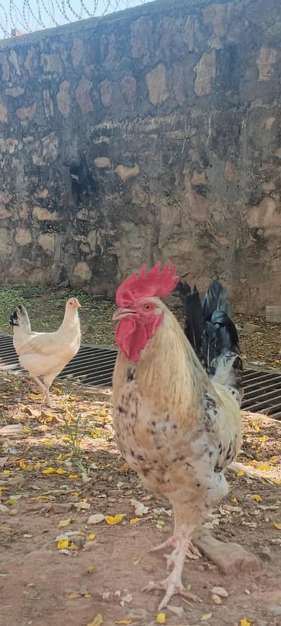 desi healthy male rooster