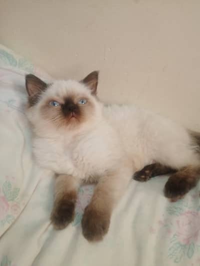 cat for sale in abbottabad