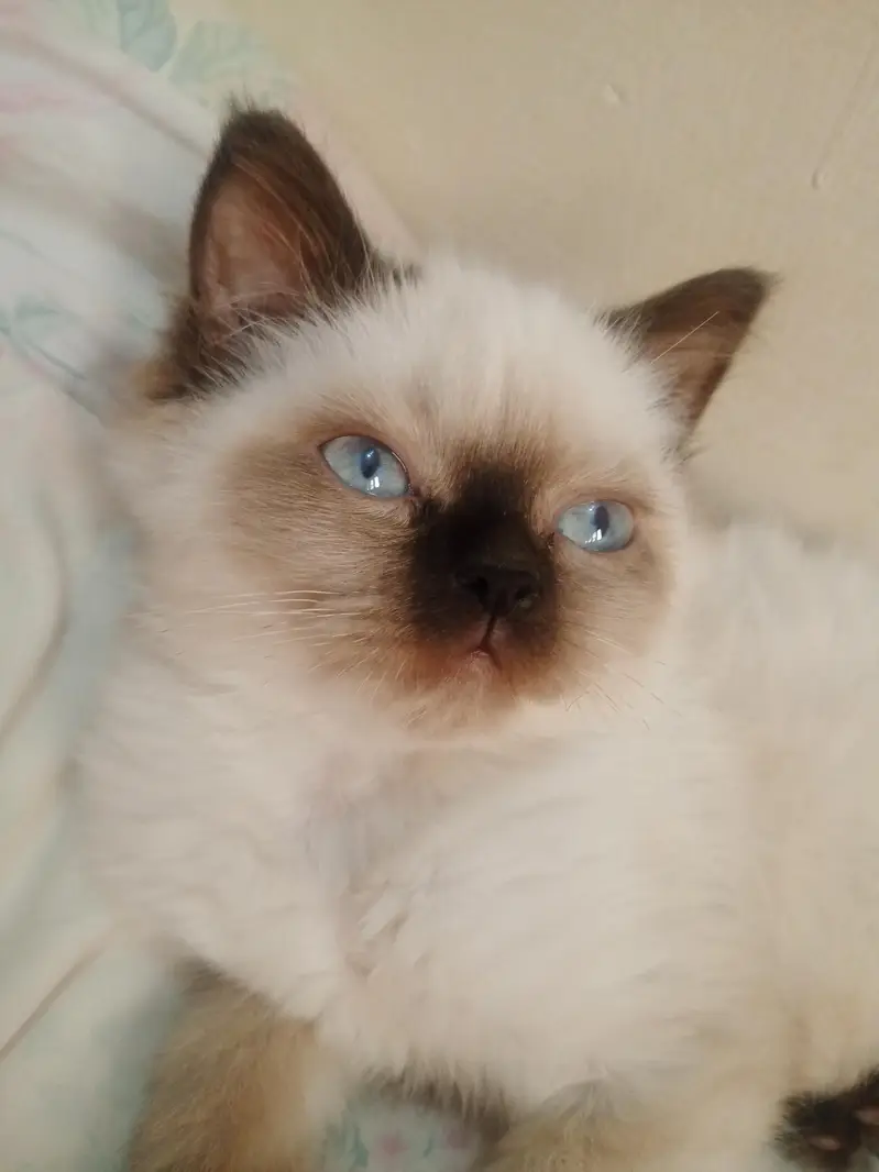 cat for sale in abbottabad — photo 4