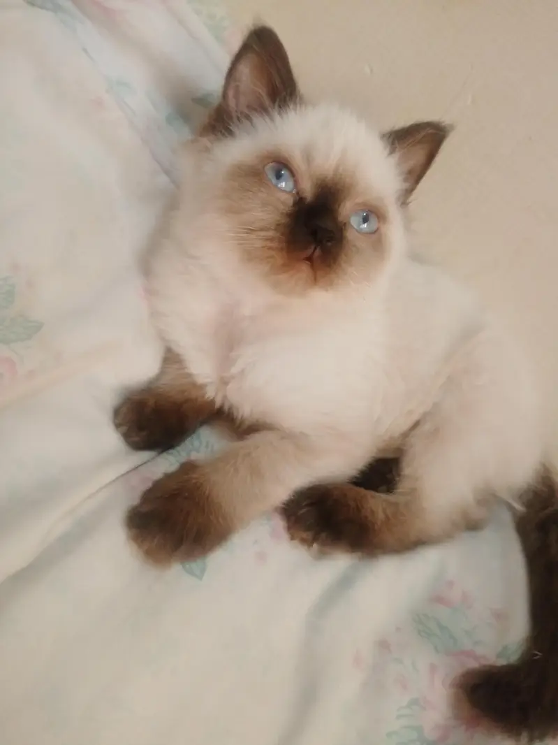 cat for sale in abbottabad — photo 6