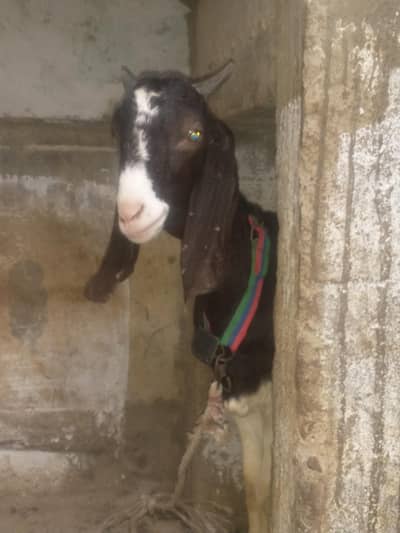total puri 3 mahine gabban female and dark brown female for sale