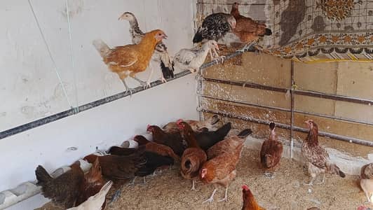 golden misri hens ghr ki paali hui