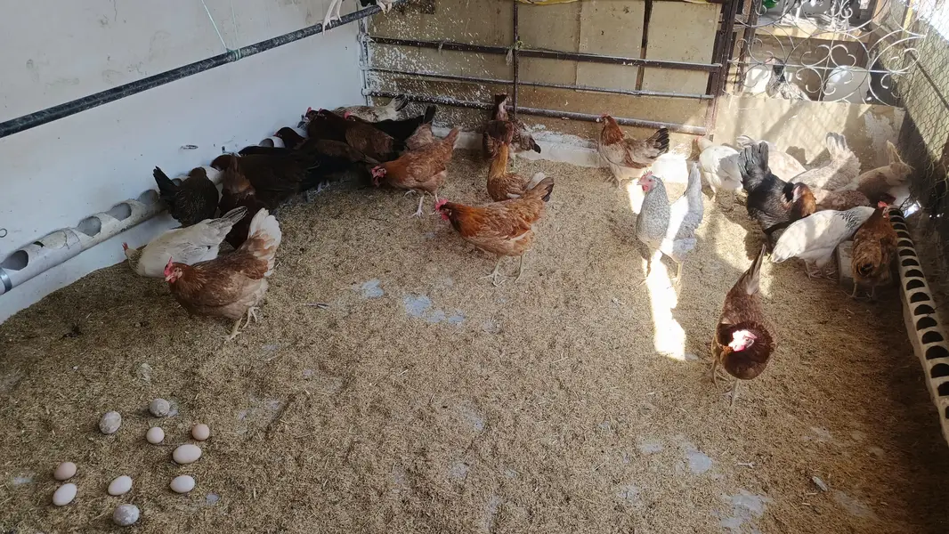 golden misri hens ghr ki paali hui — photo 2