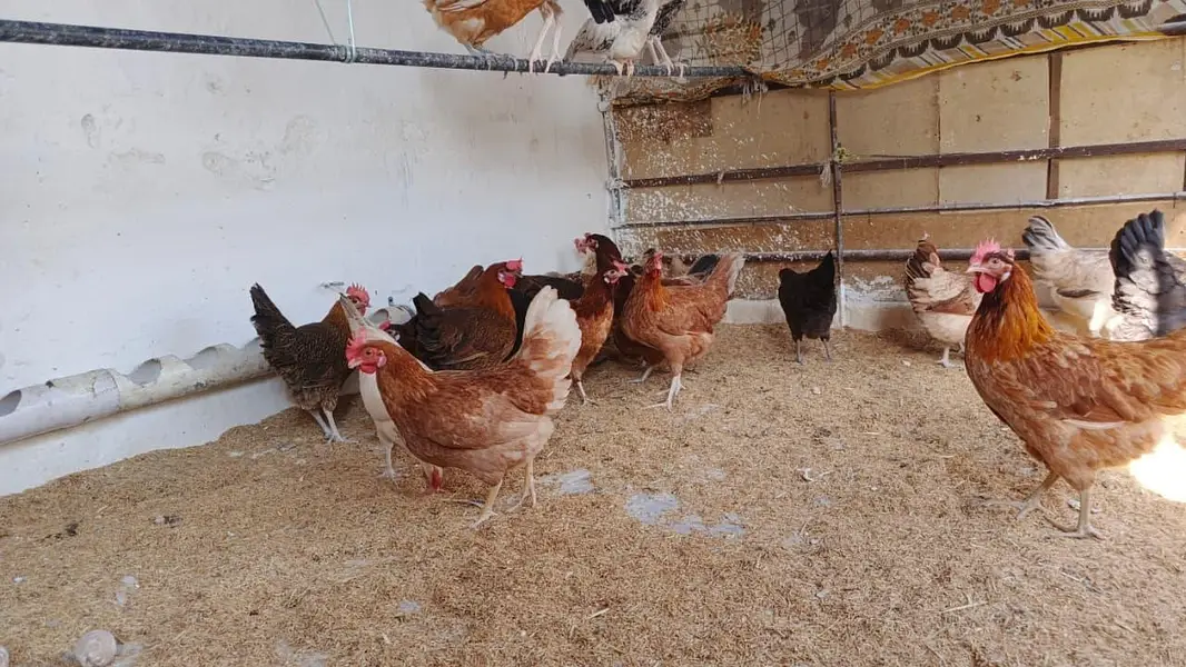 golden misri hens ghr ki paali hui — photo 4