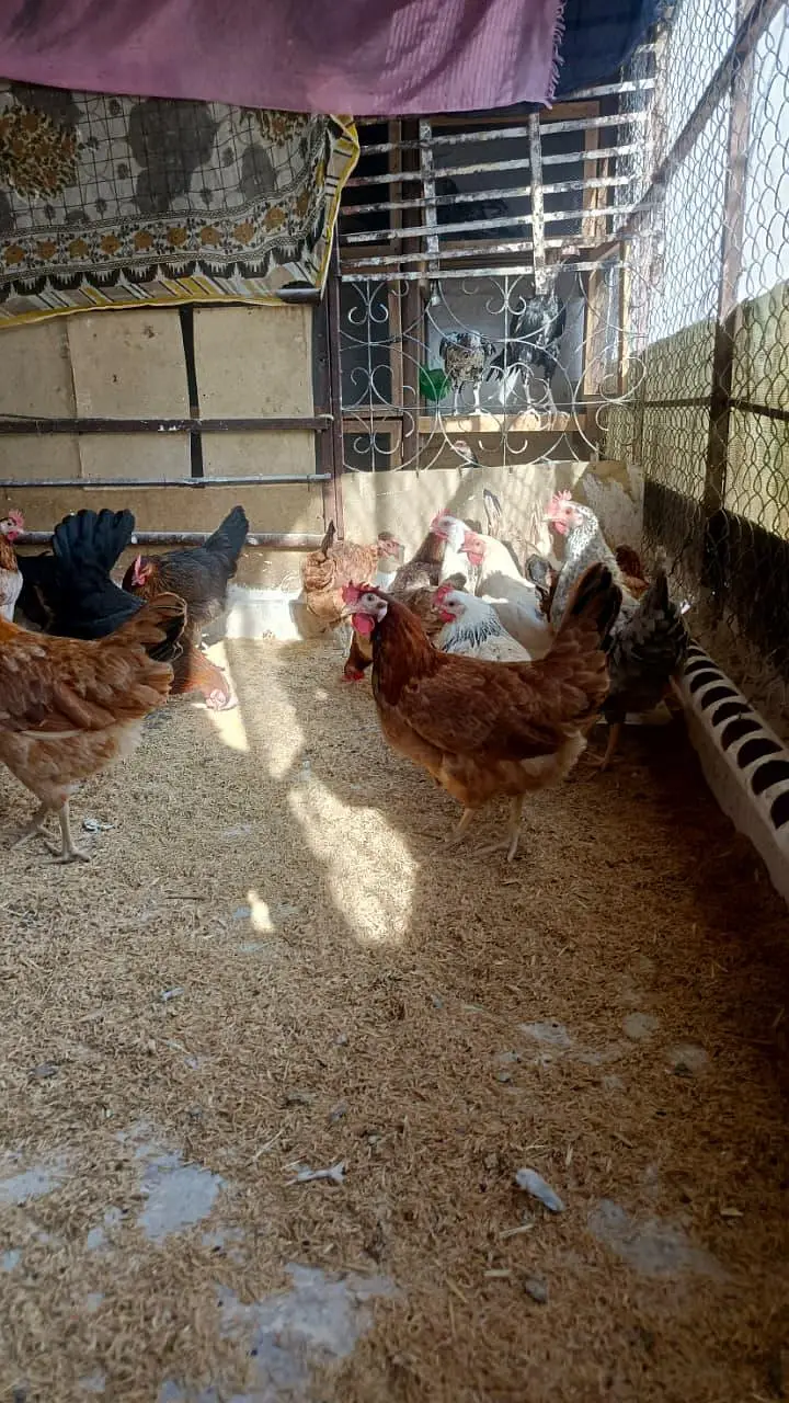 golden misri hens ghr ki paali hui — photo 5