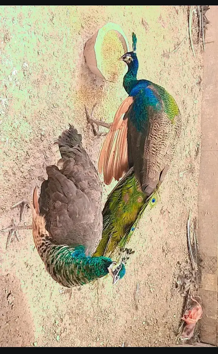 peacock