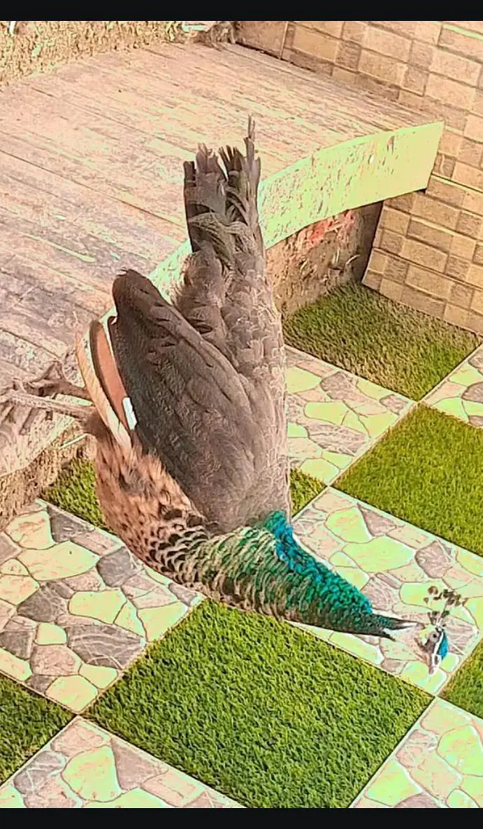 peacock — photo 2