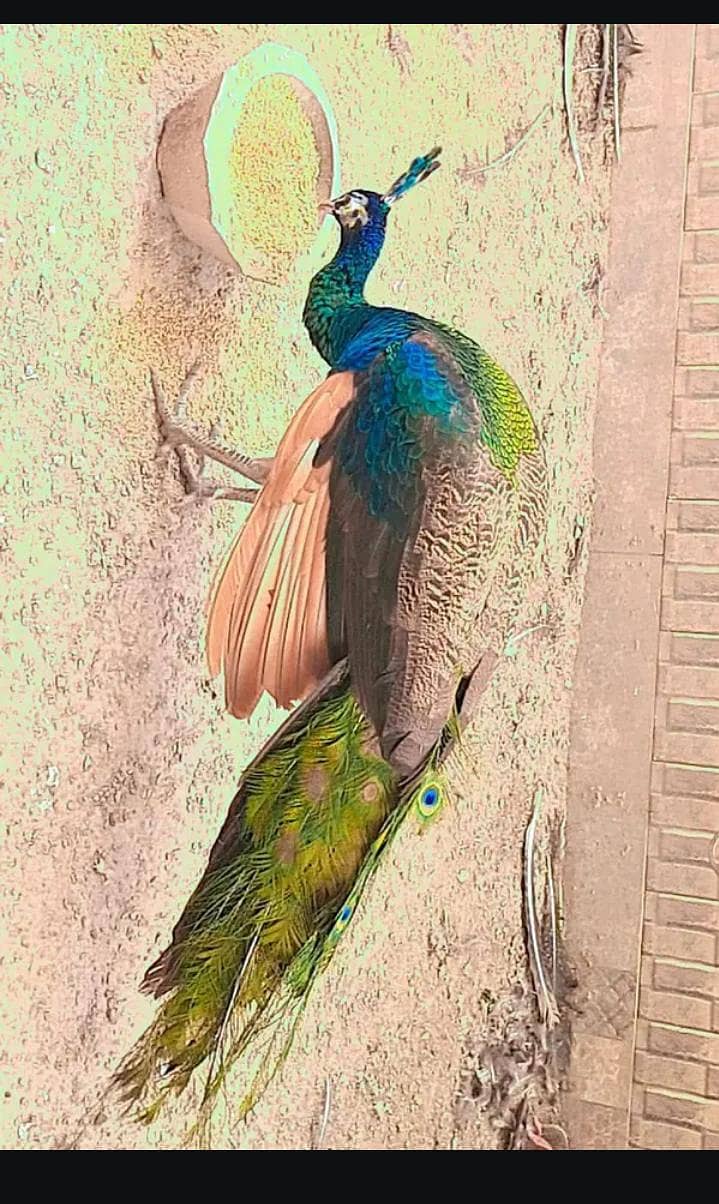 peacock 2