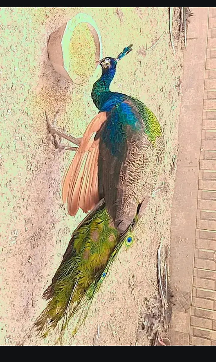 peacock — photo 3