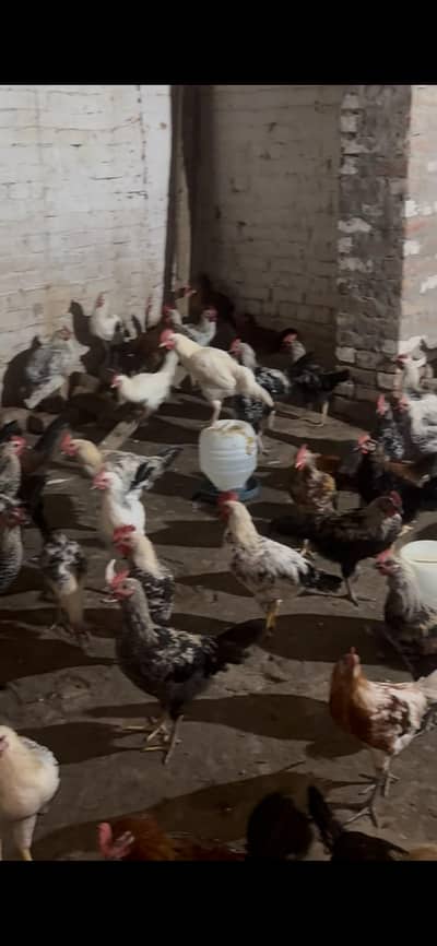 Desi murga for sale